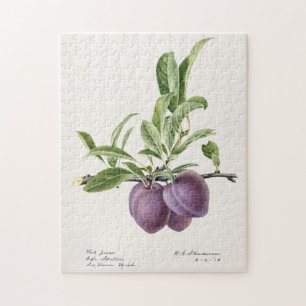 Purple Plums (Prunus Domestica) Fruit Painting Jigsaw Puzzle