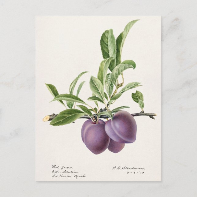 Purple Plums (Prunus Domestica) Fruit Painting Postcard (Front)