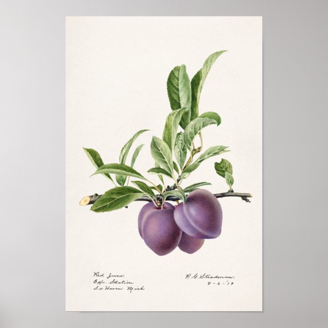 Purple Plums (Prunus Domestica) Fruit Painting Poster (Front)