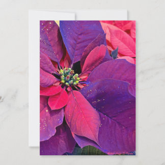 Purple Poinsettias Holiday Card