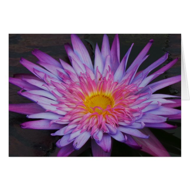 Purple Pond Lily Frameable All Occasion Card 7x5 (Front Horizontal)