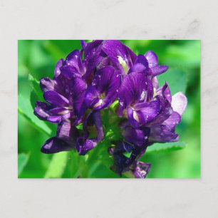 Purple Prairie Alfalfa Postcard