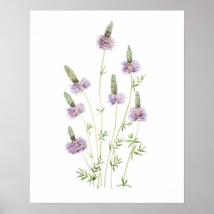 purple prairie clover watercolor  poster