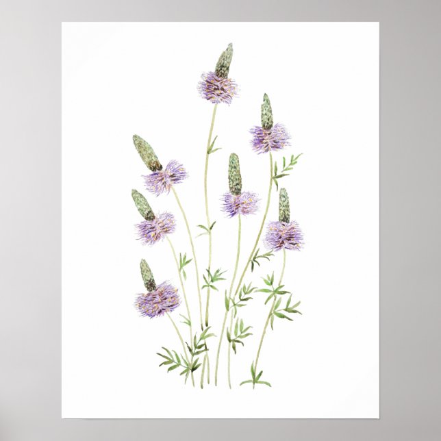 purple prairie clover watercolor  poster (Front)