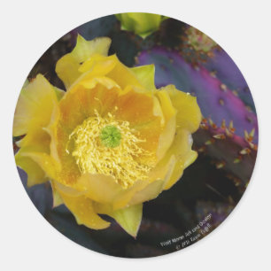 Purple prickly pear opuntia cactus yellow flowers classic round sticker