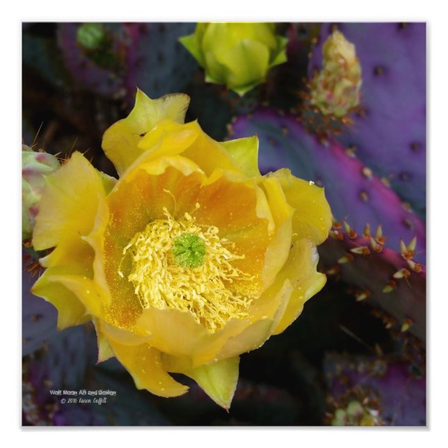 Purple prickly pear opuntia cactus yellow flowers photo print (Front)