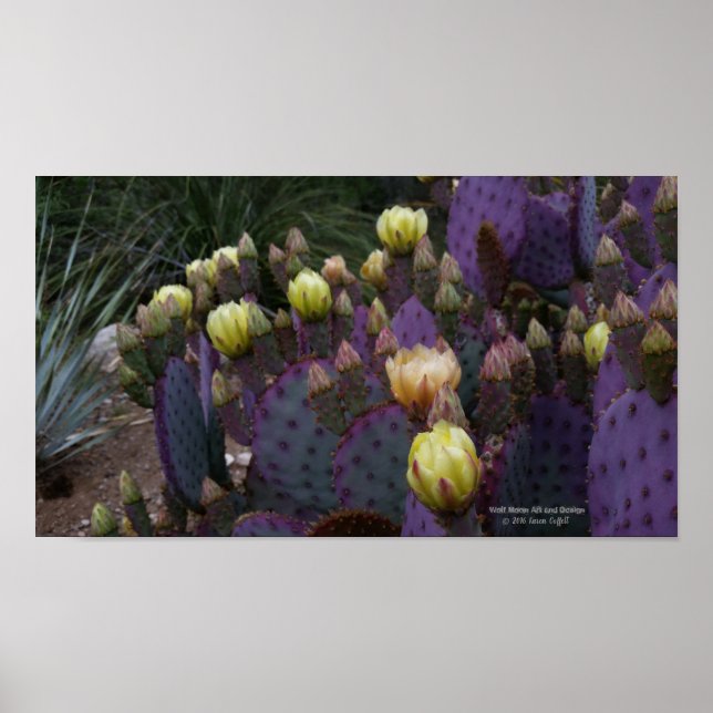 Purple prickly pear opuntia cactus yellow flowers poster (Front)