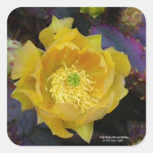 Purple prickly pear opuntia cactus yellow flowers square sticker