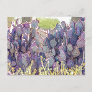 Purple Prickly Pears Postcard