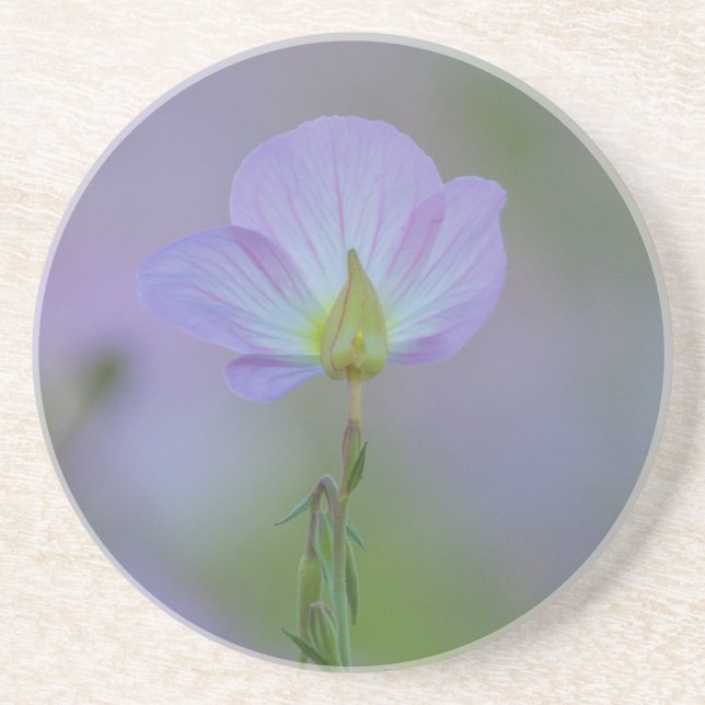 Purple Primrose Coaster (Front)