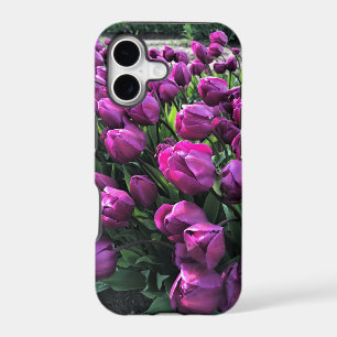 Purple Prince Tulips