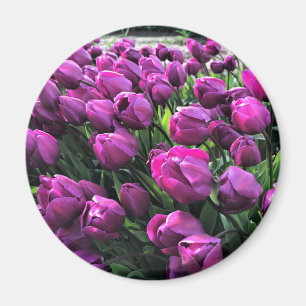 Purple Prince Tulips Magnet