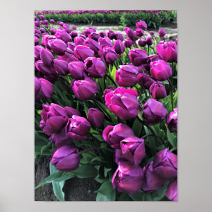 Purple Prince Tulips Poster