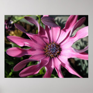 Purple Rain Daisy Print