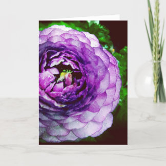Purple Ranunculus Blank Greeting Card