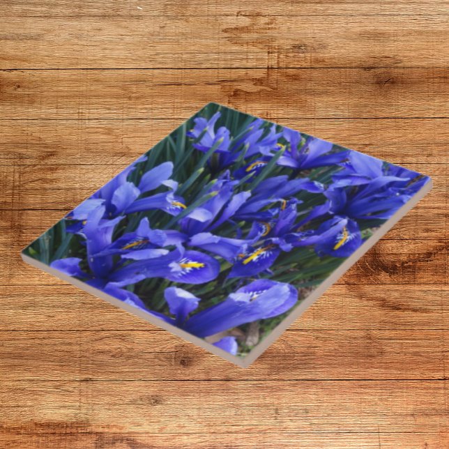 Purple Reticulated Irises Floral Ceramic Tile (In Situ)