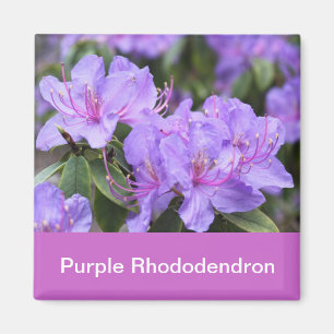 purple rhododendron magnet