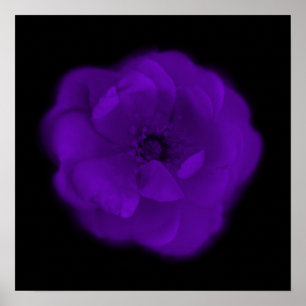 Purple Rose. Black Background. Poster