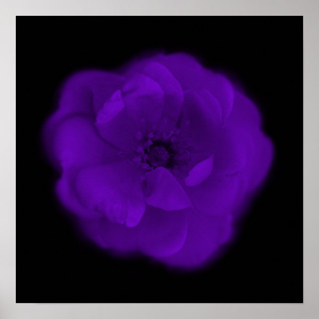 Purple Rose. Black Background. Poster (Front)