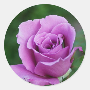 Purple Rose Classic Round Sticker