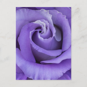 Purple Rose Floral Postcard