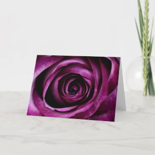 Purple Rose Flower Card