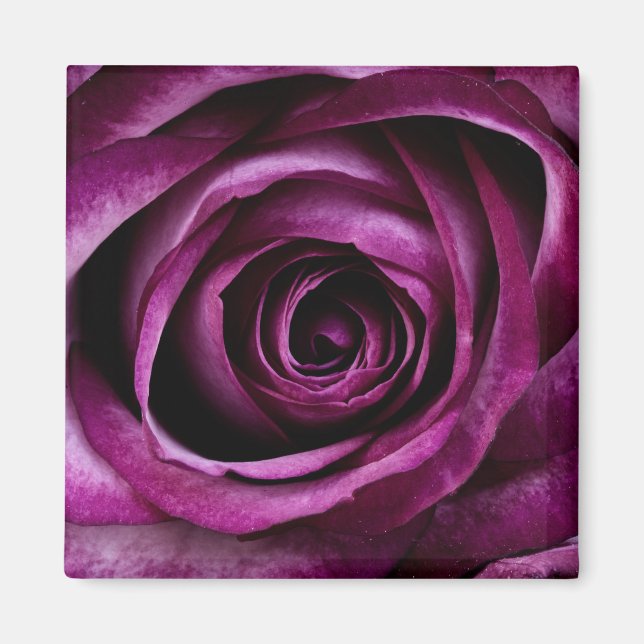Purple Rose Flower Magnet (Front)