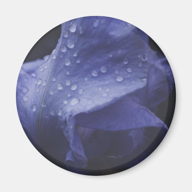 Purple Rose Flower Magnet (Front)