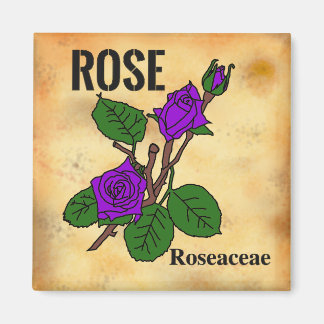 Purple Rose line art aged paper style Magnet