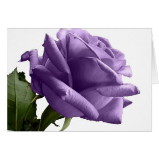 Purple Rose Note Cards