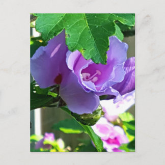 Purple Rose of Sharon or Hibiscus Syriacus Postcard
