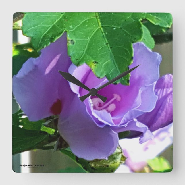 Purple Rose of Sharon or Hibiscus Syriacus Square Wall Clock (Front)