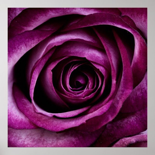 Purple Rose Poster (Front)