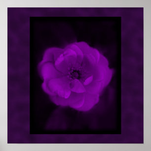 Purple Rose. With Black and Dark Purple. Poster