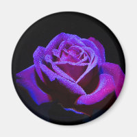 Purple Rose With Water Drops on Black Background