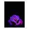 Purple Rose With Water Drops on Black Background