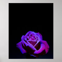Purple Rose With Water Drops on Black Background