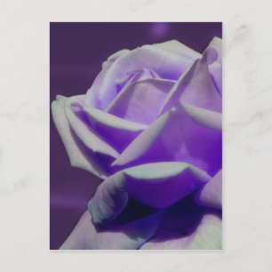 Purple Rosebud Petals Flower Postcard