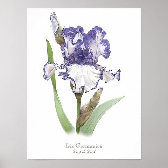 Purple Ruffled Iris Original Art Print (Front)