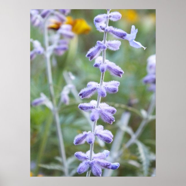 Purple Russian Sage - Perovskia Poster (Front)