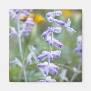 Purple Russian Sage -Pervoskia Magnet