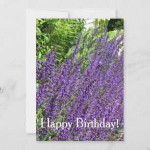 Purple Sage, Purple Salvia Birthday Card