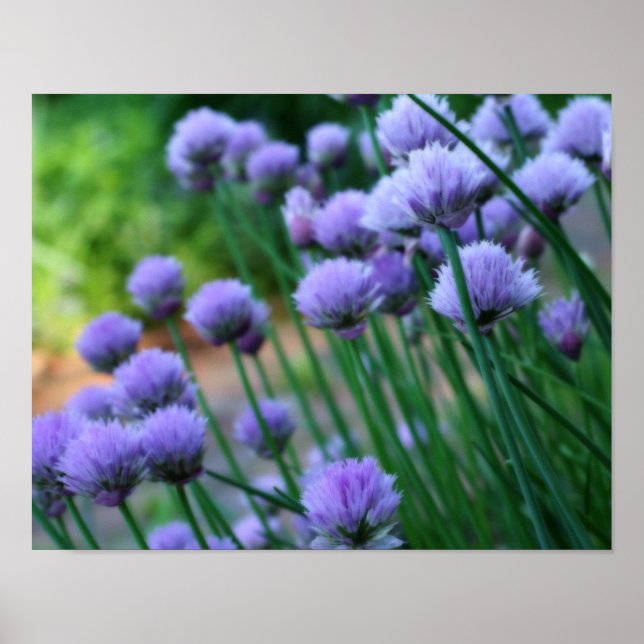 Purple Scallion Allium Flowers Orton Art Poster (Front)