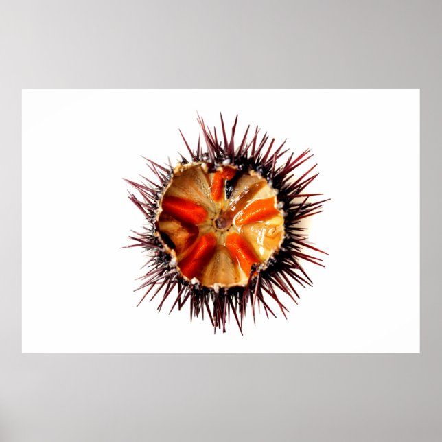 Purple sea urchin poster (Front)