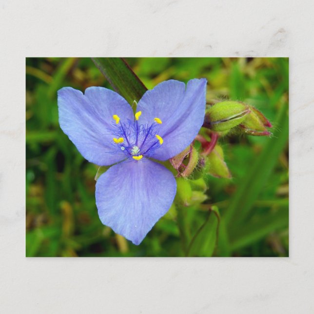 Purple Spiderwort Flower Postcard (Front)