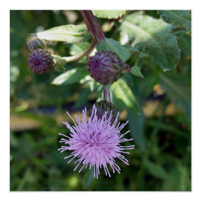 purple splash poster (Front)