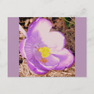Purple Spring Crocus Postcard