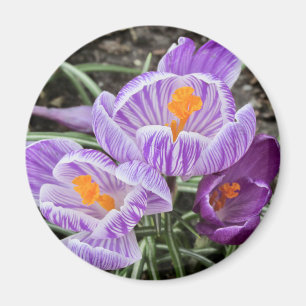 Purple Spring Crocuses. Magnet