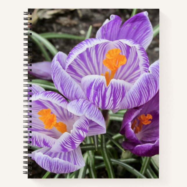 Purple Spring Crocuses. Notebook (Front)