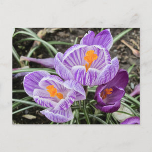 Purple Spring Crocuses. Postcard